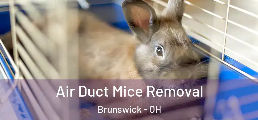  Air Duct Mice Removal Brunswick - OH